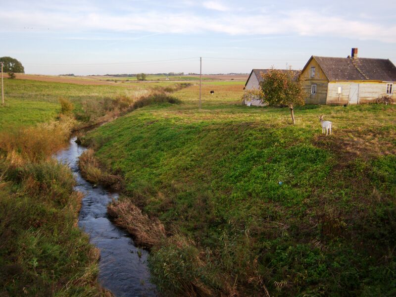 ملف:Zanyla ties Karalkrėsliu.JPG