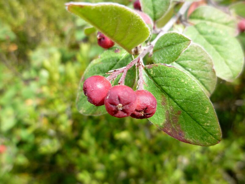 ملف:COTONEASTER INTEGERRIMUS - BÒFIA.JPG