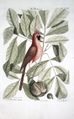 Coccothraustes rubra (يُحتمل أنه الكردينال الشمالي) بالإضافة إلى Nux Juglans alba Virginiensis, 1754