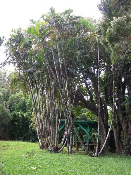 ملف:Starr 050107-2890 Chrysalidocarpus lutescens.jpg