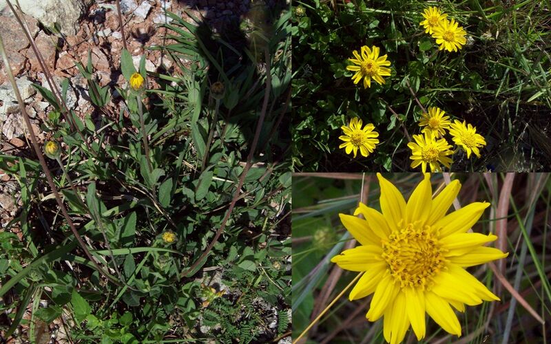 ملف:Angelphytum grisebachii poster Uruguay.jpg