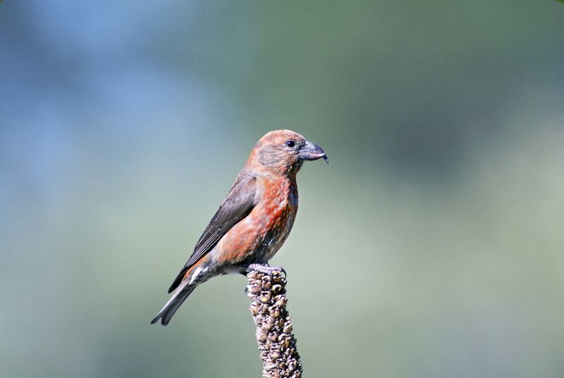 ملف:Loxia curvirostra2.jpg