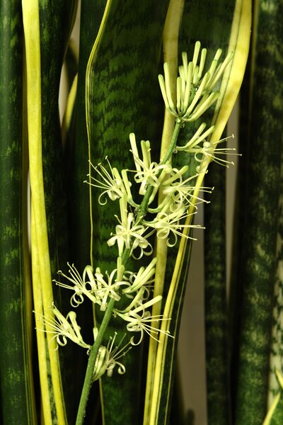 ملف:Sansevieria trifasciata flower.jpg
