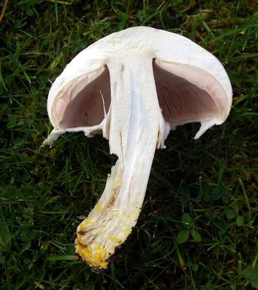 ملف:Agaricus xanthodermus section.jpg