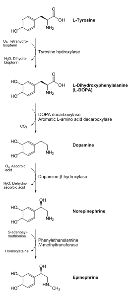 ملف:Catecholamines biosynthesis.svg