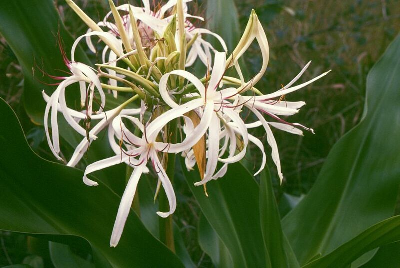 ملف:Crinum asiaticum 2.jpg