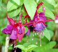 Fuchsia sp. Flowers, double (more petals than species specimen)