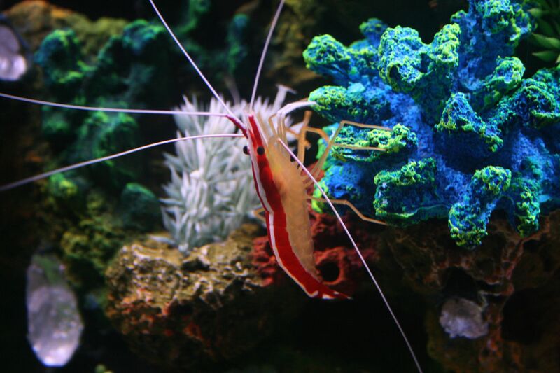 ملف:Lysmata amboinensis Shrimp.jpg