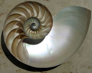 A photograph of a nautilus' shell.