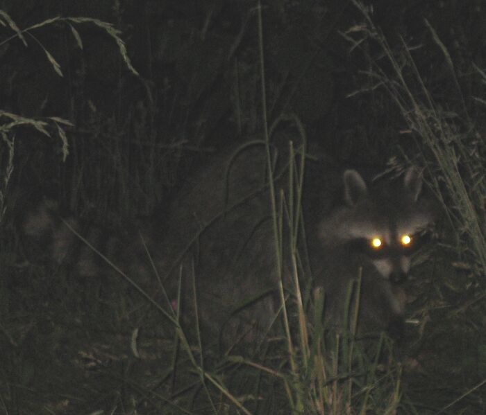 ملف:Raccoon red eye.JPG