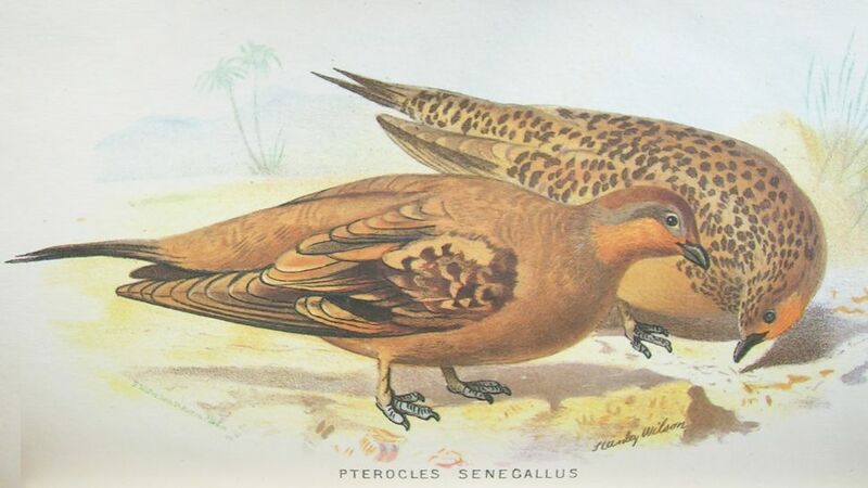 ملف:Pterocles senegallus hm.jpg