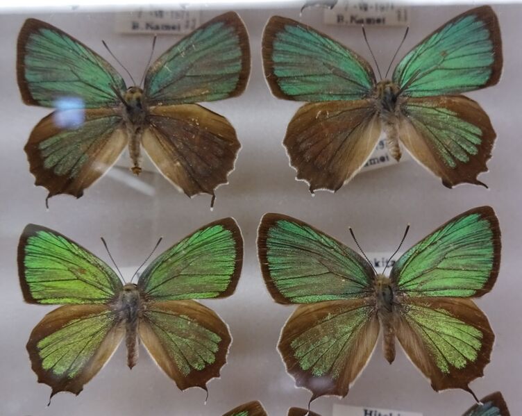 ملف:072-Neozephyrus japonicus.JPG