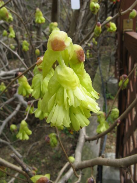 ملف:Corylopsis spicata4.jpg