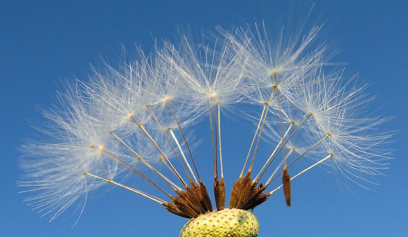 ملف:Dandelion Taraxacum.jpg