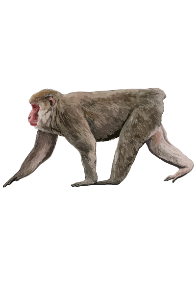 ملف:202308 Japanese macaque.svg