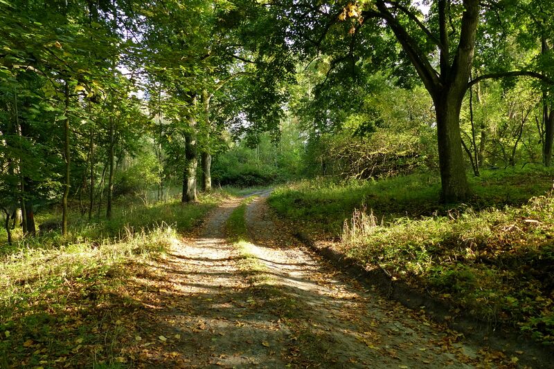 ملف:Cesta skrz bývalou Proseč.JPG