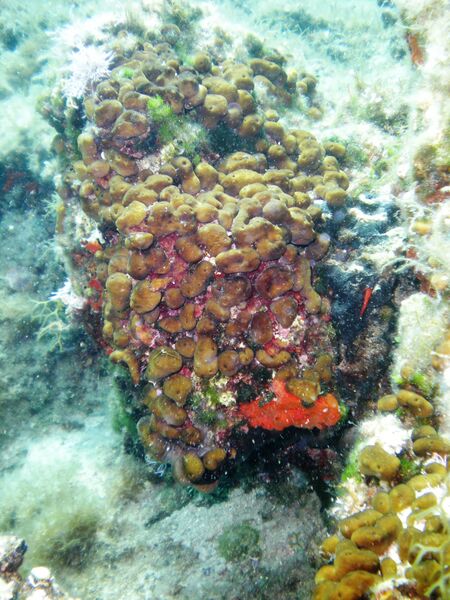 ملف:Chondrilla nucula 1402.JPG