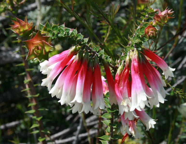 ملف:Epacris longiflora flowers.jpg