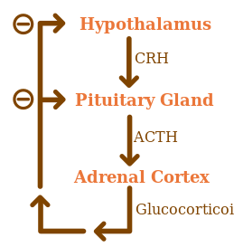 ملف:ACTH Negative Feedback.svg