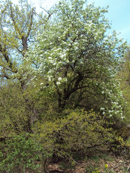 ملف:Břenčák 25042015 06.JPG