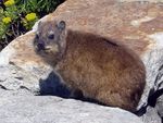 Dassie3.jpg
