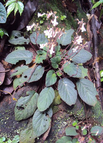 ملف:Jerdonia indica 03.JPG