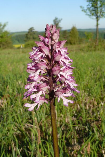 ملف:Orchis x hybrida 120508.jpg