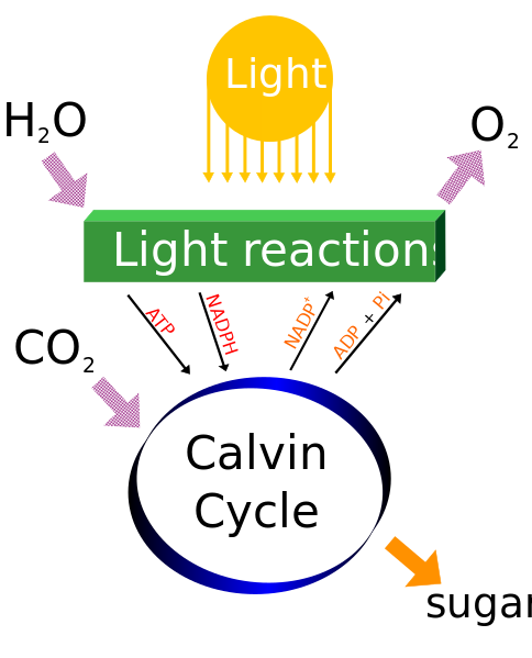 ملف:Simple photosynthesis overview.svg