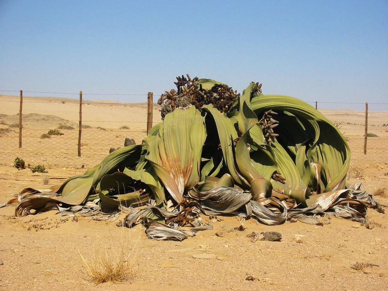 ملف:Welwitschia mirabilis(2).jpg