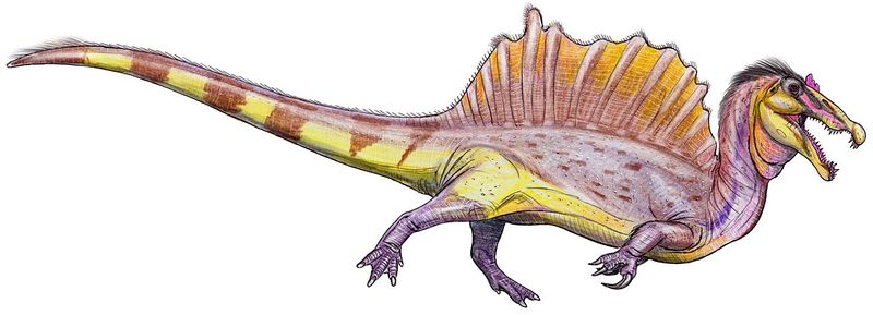 ملف:Спинозавр - новая реконструкция (flipped).jpg