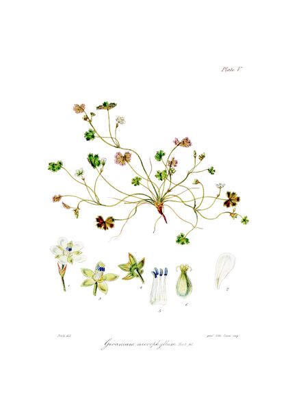 ملف:Botany of Antarctica-PL005-0015.jpg