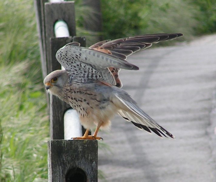 ملف:Common Kestrel 2.jpg