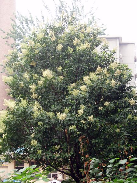 ملف:FloweringLigustrumLucidumTree.jpg