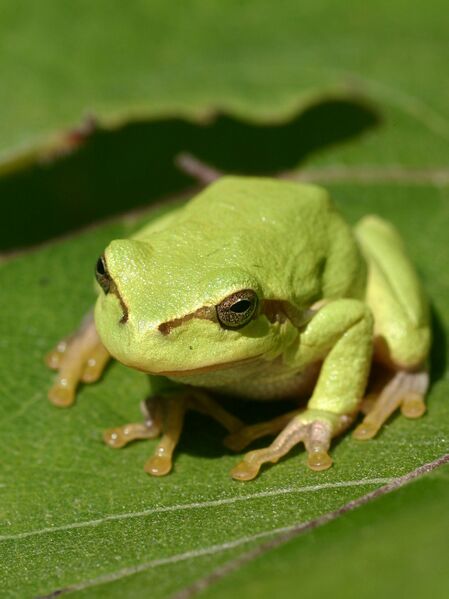 ملف:Laubfrosch cropped.jpg