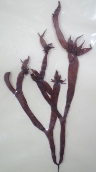 ملف:Gloiopeltis furcata.JPG