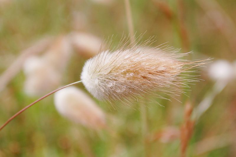 ملف:Harestail grass.jpg