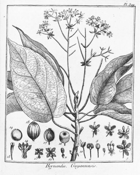 ملف:Hernandia guianensis.jpg