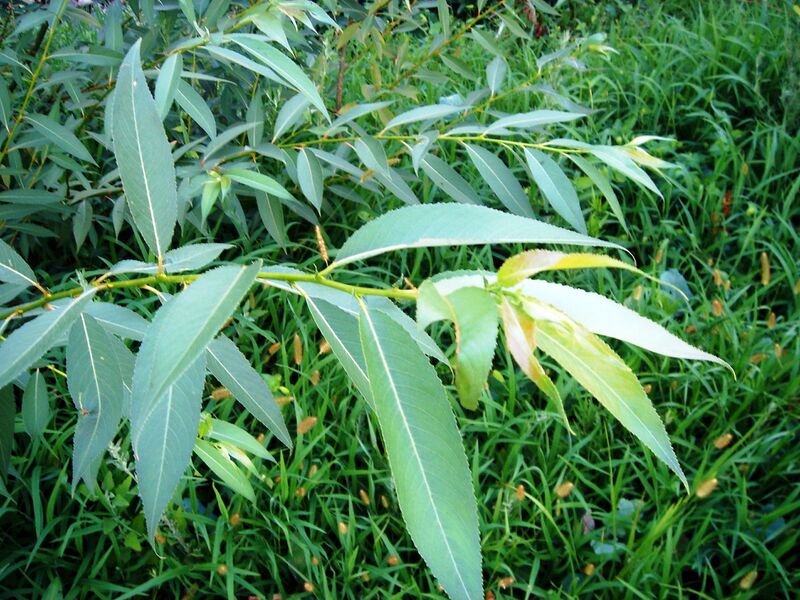 ملف:Salix pentandroides-leaf.JPG
