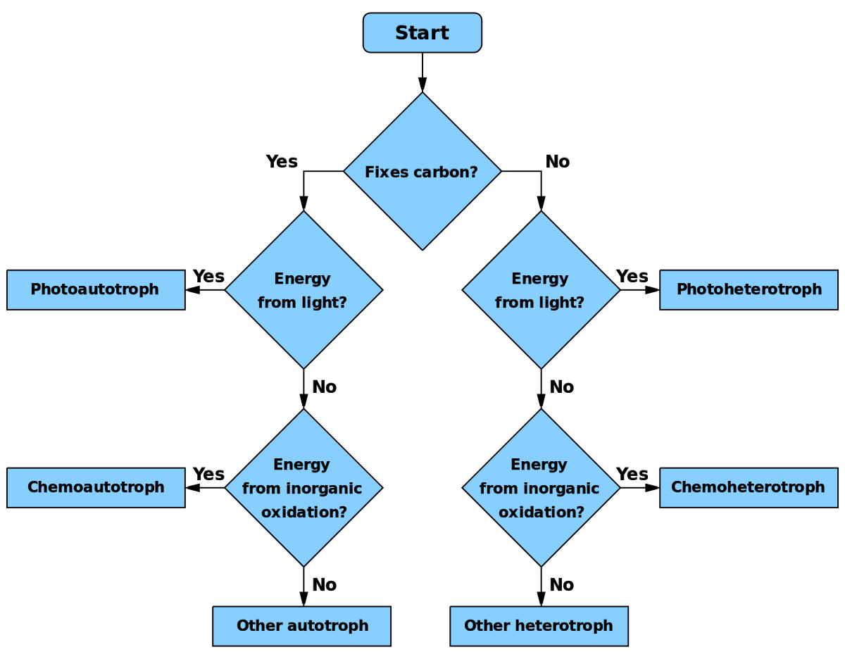 ملف:Troph flowchart.svg - المعرفة