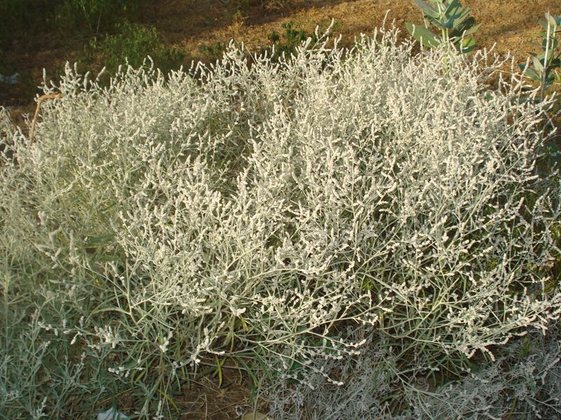 ملف:Aerva tomentosa.JPG