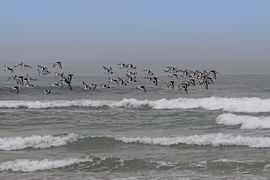 سرب كبير في المغرب