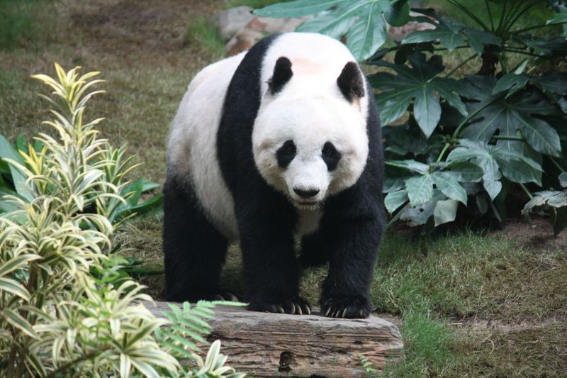 ملف:Grosser Panda.JPG