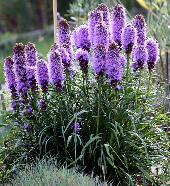ملف:Liatris spicata IMG 5624.JPG