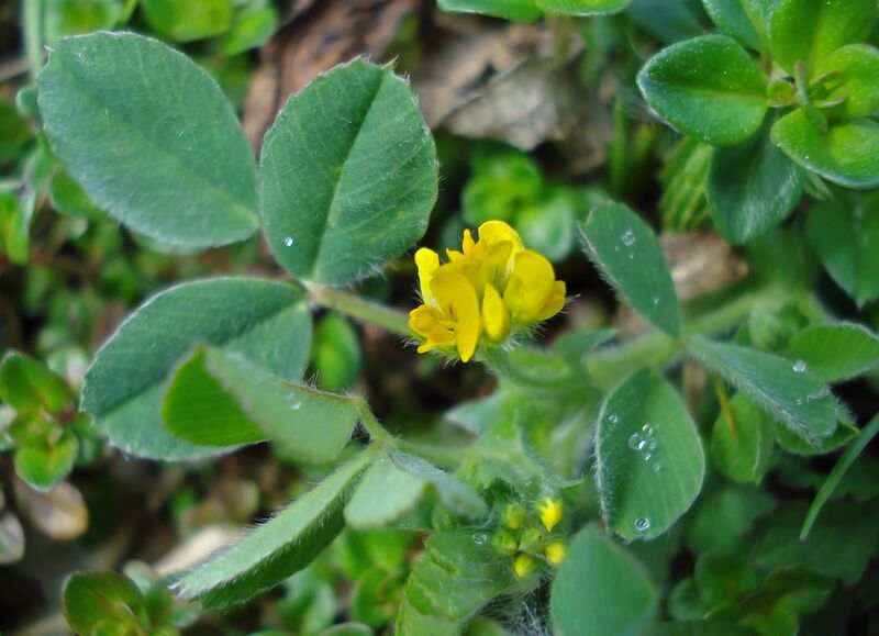 ملف:Medicago minima W.jpg