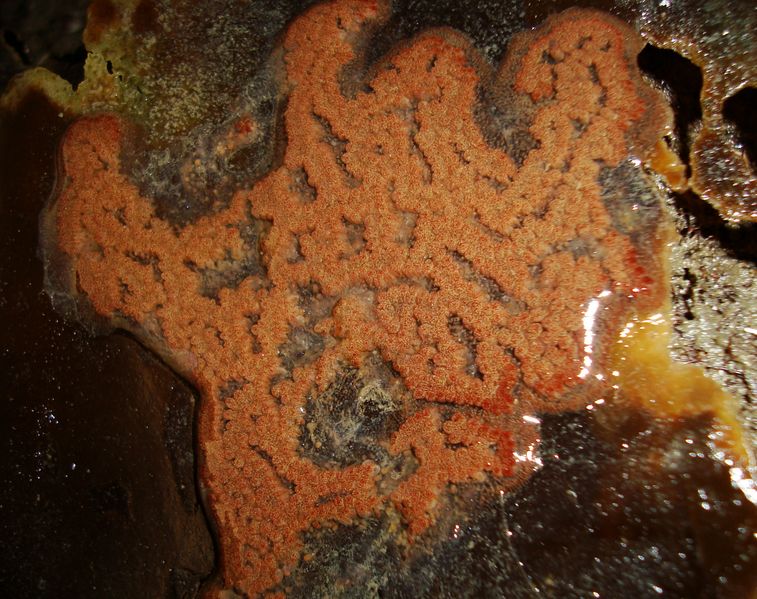 ملف:Orange Tunicate Colony.JPG