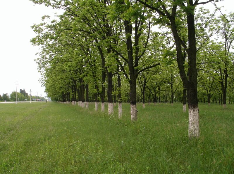 ملف:Рабочий поселок Мостовский 01.jpg