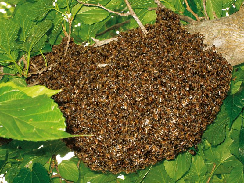 ملف:Bee22.jpg