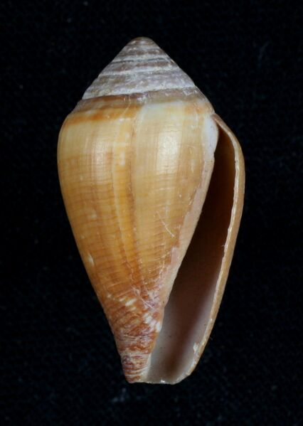 ملف:Conus californicus 1.JPG