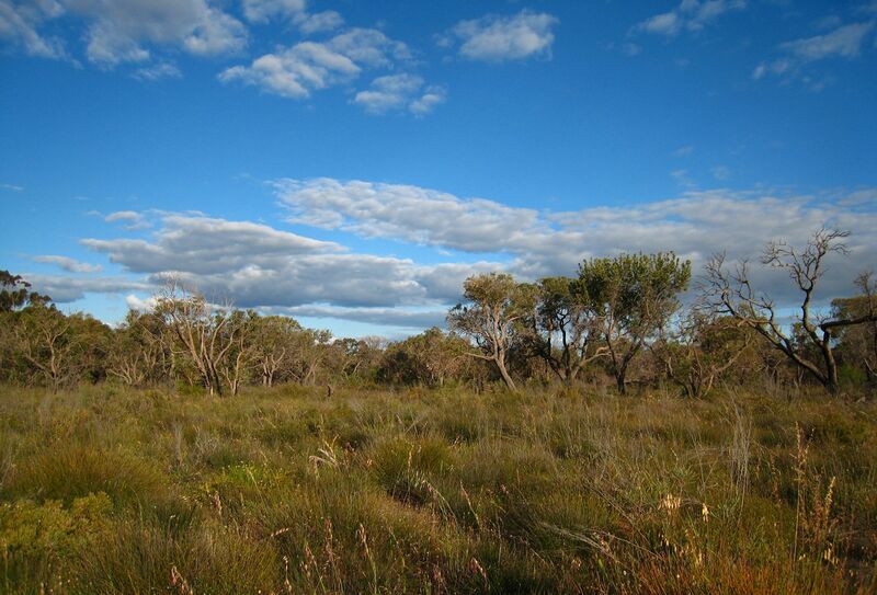 ملف:KensingtonBushland21102007 1673924870 8830b2714c o.jpg