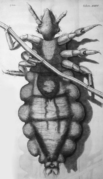 ملف:Louse diagram, Micrographia, Robert Hooke, 1667.jpg